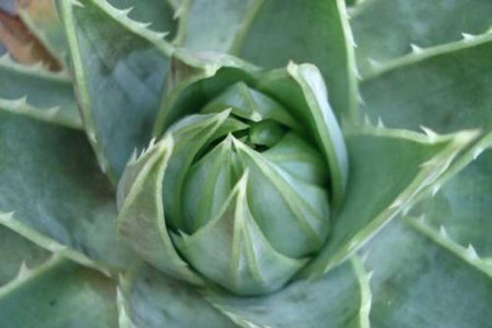 多葉蘆薈的養殖方法和防護措施 行業(yè)資訊 多葉蘆薈的養殖方法和防護措施 行業(yè)資訊