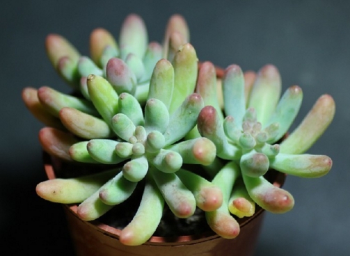 夏季不能澆水的七種常見(jiàn)花卉介紹 行業(yè)資訊 第5張 夏季不能澆水的七種常見(jiàn)花卉介紹 行業(yè)資訊 第5張