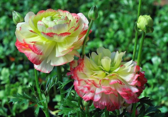 夏季不能澆水的七種常見(jiàn)花卉介紹 行業(yè)資訊 第4張 夏季不能澆水的七種常見(jiàn)花卉介紹 行業(yè)資訊 第4張