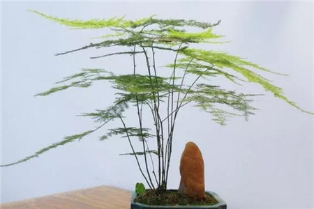  夏季養花注意事項：這5種花一淋雨就活不成 行業(yè)資訊 第3張