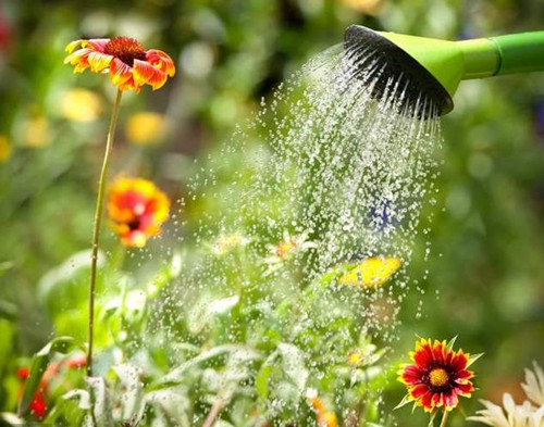 花草養護技巧:養花澆水最怕澆半截水 行業(yè)資訊 第2張 timg (1)_副本.jpg 花草養護技巧:養花澆水最怕澆半截水 行業(yè)資訊 第2張