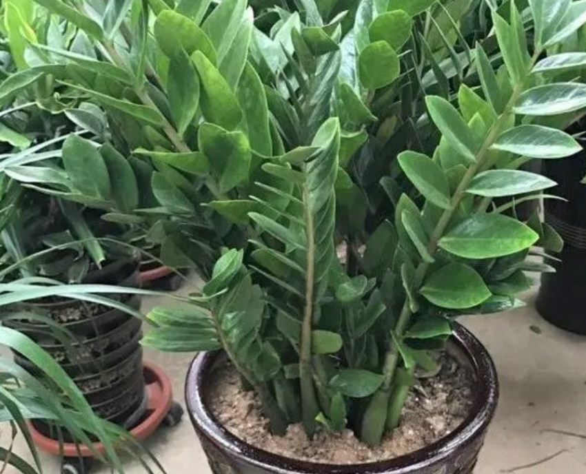 金錢樹運用在園林綠化時的作用和重要性 行業資訊 金錢樹運用在園林綠化時的作用和重要性 行業資訊