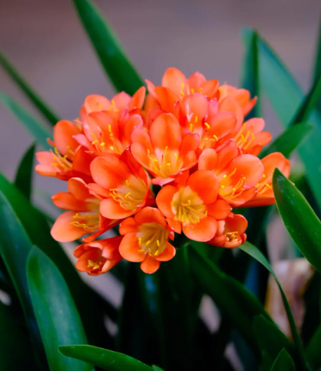 園林中適合在五月份栽種什么花 行業資訊 園林中適合在五月份栽種什么花 行業資訊