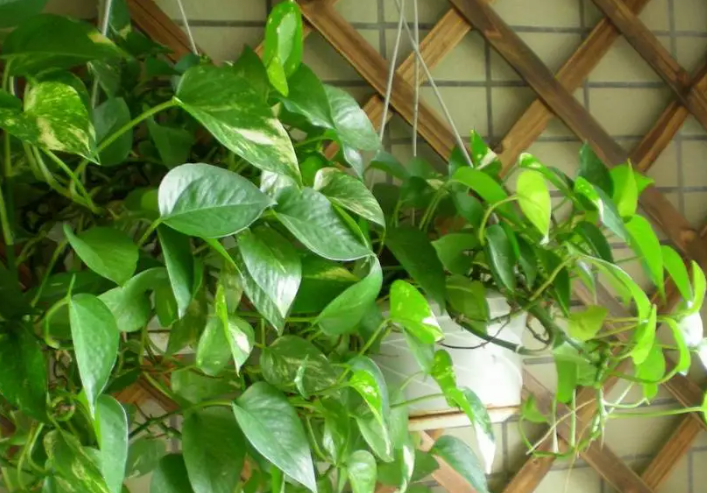 綠蘿發黃怎么回事(水培綠蘿葉子發黃的原因) 行業資訊 綠蘿發黃怎么回事(水培綠蘿葉子發黃的原因) 行業資訊