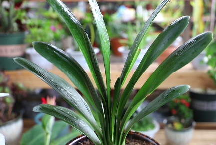 君子蘭什么時候換盆好(君子蘭換盆注意事項) 行業資訊 君子蘭什么時候換盆好(君子蘭換盆注意事項) 行業資訊