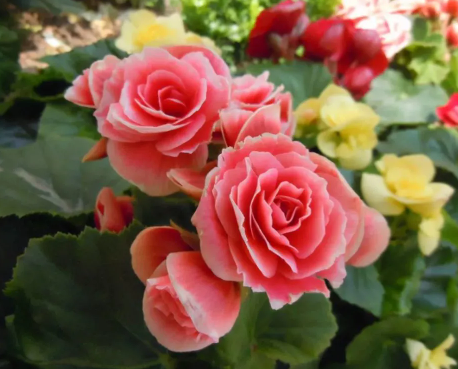 園林綠化中怎么扦插麗格海棠 行業資訊 園林綠化中怎么扦插麗格海棠 行業資訊