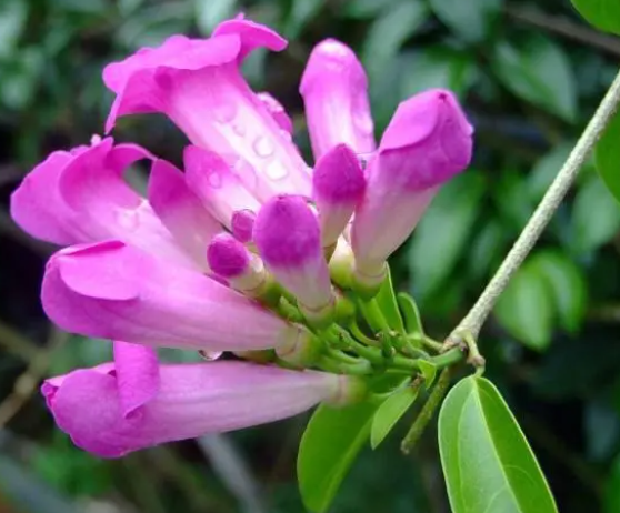 蒜香藤也叫紫鈴藤(觀賞性和生長習性) 行業資訊 蒜香藤也叫紫鈴藤(觀賞性和生長習性) 行業資訊